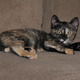 Illustration for article titled How Tortoiseshell Cats Show the Limits of Cloning